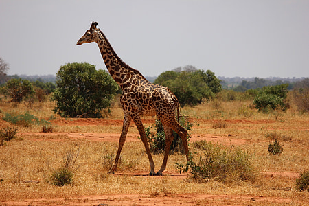 giraffe on land thumbnail