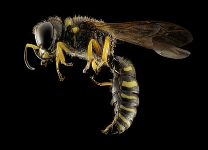 yellow and black wasp thumbnail