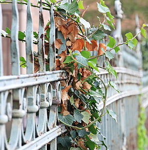 close-up photo of green leaf vine plant on gray metal fence thumbnail