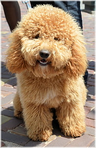 close-up photo of brown bichon frise thumbnail