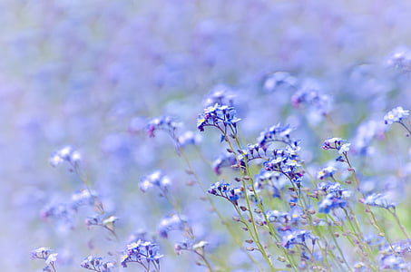 bed of purple flowers thumbnail
