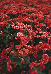 close up photo of red begonia flowers in bloom thumbnail