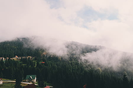 green tree at mountain during daytime thumbnail