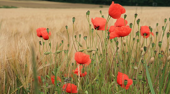 depth photography of red petaled flowers thumbnail