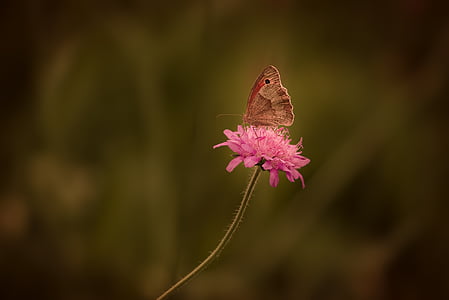 closeup photo of beige moth on pink petaled flower thumbnail