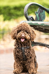 Adult Long-coated Brown Dog Beside Green Armchair thumbnail