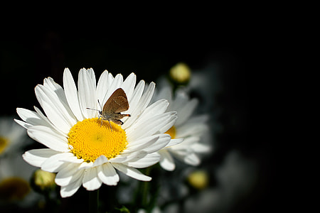 close-up photography of white and yellow daisy flower thumbnail