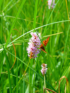 Knotweed, Reported Knotweed thumbnail