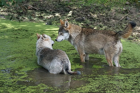 two gray dogs on body of water thumbnail