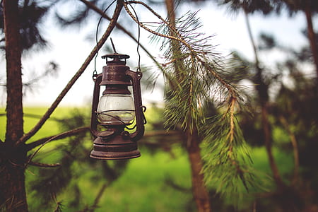 gas lamp hanging on tree stem thumbnail