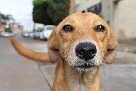 short-coated brown dog macro photography thumbnail