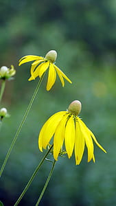 Two yellow prairie coneflowers. thumbnail