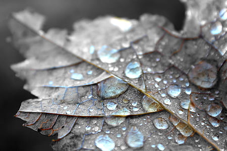 Close Up Photography of Water Dew on Brown Maple Leaf thumbnail