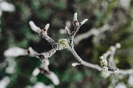 Frozen leaves & twigs thumbnail