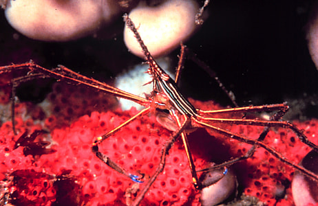 Arrow Crab - Stenorhynchus seticornis thumbnail