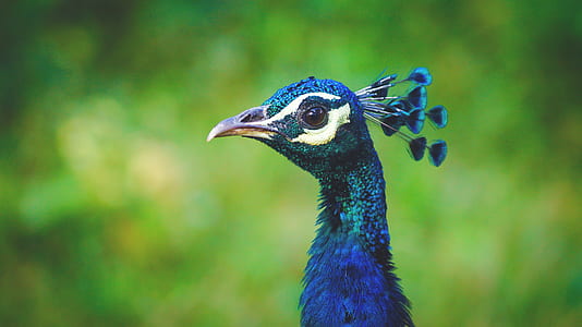 blue peacock thumbnail