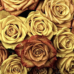 yellow and red petaled flowers thumbnail