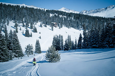 person on sled on snow ground with pine trees thumbnail