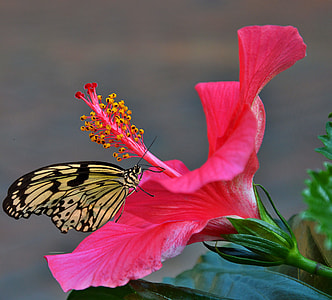 paperkite butterfly perched on pink hibiscus thumbnail