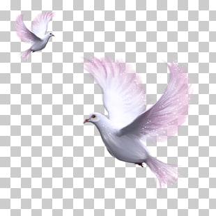 rock dove columbidae bird stock dove pigeon white dove png clipart