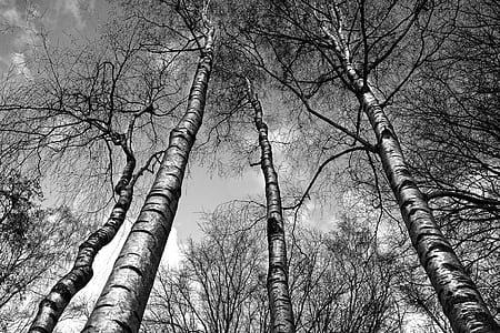 leafless tree thumbnail