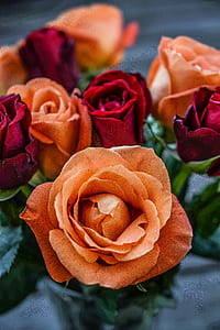 orange and red roses in vase thumbnail