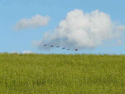 flock of birds flying over grass field thumbnail