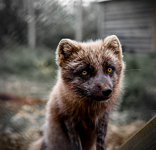 brown animal in bokeh photography thumbnail