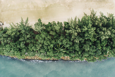 aerial photo of beach with trees thumbnail