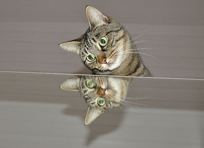 brown tabby cat looking down on mirror thumbnail