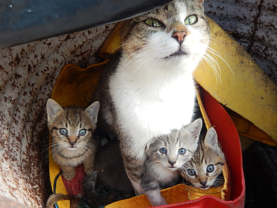 close-up photo of silver cat and kitten litter thumbnail