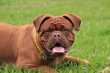brown dog lying on grass thumbnail