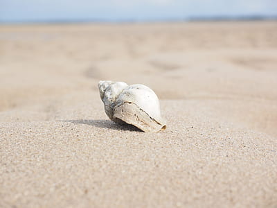 selective focus photographed of white shell on sand thumbnail