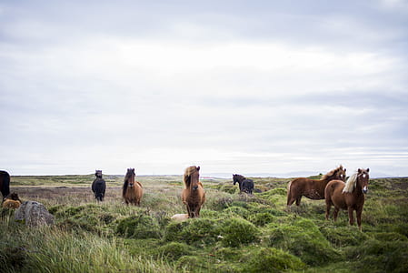 group of horses in grass field thumbnail
