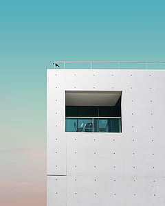 bird on white concrete building thumbnail