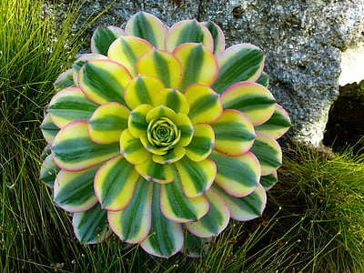 green and yellow succulent thumbnail