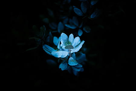 close up photo of green leaf plant with dark background thumbnail