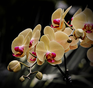 low-light exposure photography of yellow orchids thumbnail