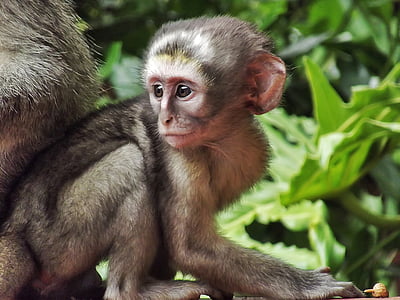 brown monkey thumbnail
