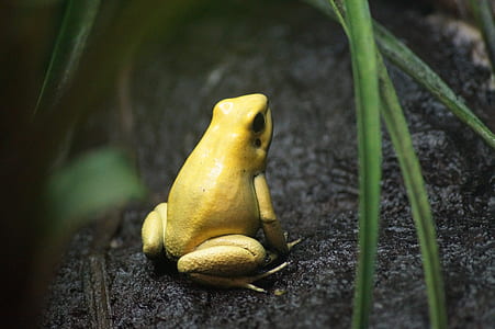 yellow frog on black rock thumbnail