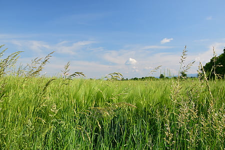 green grassfield under blue skies during day thumbnail
