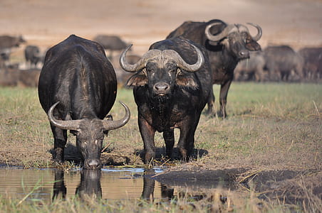 three water buffalo beside body of water thumbnail