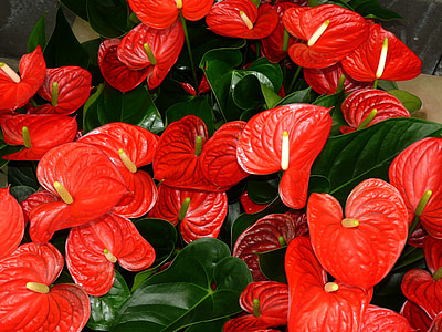 close-up photography of red anthurium flowers in bloom thumbnail