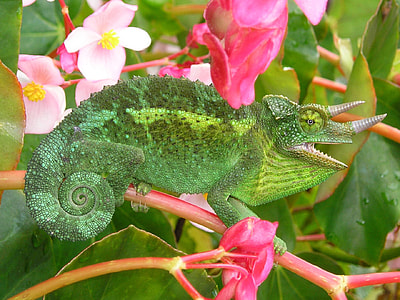 Chameleon, Three Horned Chameleon thumbnail