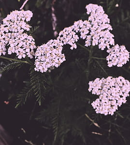 white flowers thumbnail