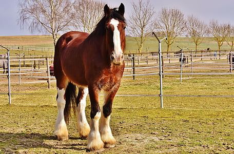 brown horse and green grass field thumbnail