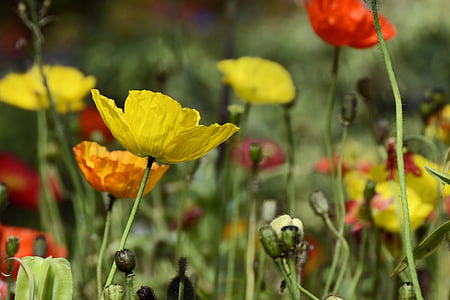 selective focus photo of yellow and orange poppy flowers thumbnail