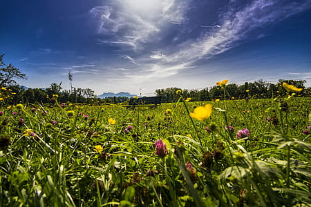 Bed Of Flowers thumbnail