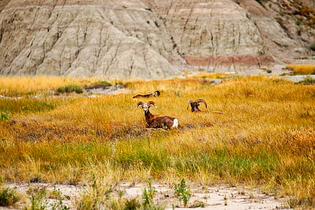 three ram on grass field beside mountain thumbnail
