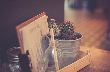close-up photography of green ball cactus on gray pot beside book and clear glass vial bottle on brown wooden tray thumbnail